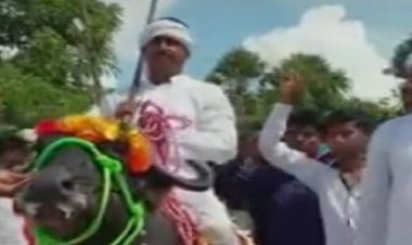 नामांकन के लिए जिस भैंस पर बैठ पहुंचे प्रत्याशी, उसी ने सड़क पर दी पटखनी