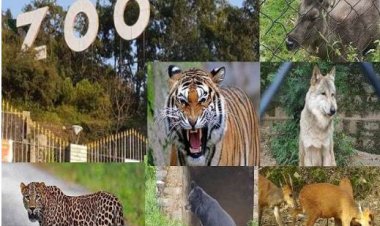 ठंड से बचाने के लिए Nainital Zoo के जानवरों को दिया जाएगा मल्टी विटामिन, डाइट भी बदला