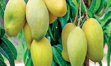 मलिहाबाद के दशहरी आम का स्‍वाद अपने घर में चखेंगे अमेरिकी, लंगड़ा भी भेजा जाएगा बाहर