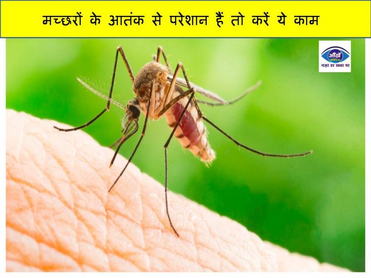 मच्छरों के आतंक से परेशान हैं तो करें ये काम