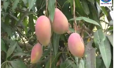 कटिहार का लाल आम बना जिले में चर्चा का विषय