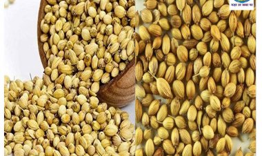 धनिया का पानी करेगा डायबिटीज कंट्रोल, रोजाना इसके सेवन से होगा फायदा