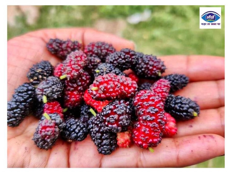 शहतूत के छोटे से फल में छुपे हैं बड़े औषधीय गुण