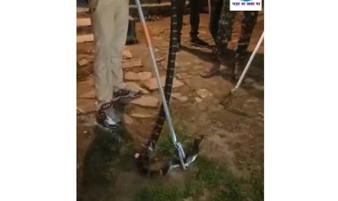 प•चम्पारण के जलसंसाधन विभाग के अस्पताल कॉलोनी से मिला किंग कोबरा, लोगो की लगी भीड़ 