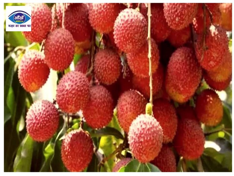गर्मियों में ये रसदार फल खाने से सेहत को मिलेंगे अद्भुत फायदे, तुरंत ले आएं घर