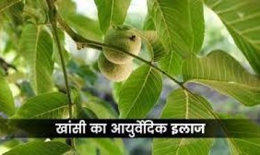 बारिश में भीगकर सर्दी-खांसी हो गई है, तो इस फल के पत्ते करेंगे परमानेंट इलाज