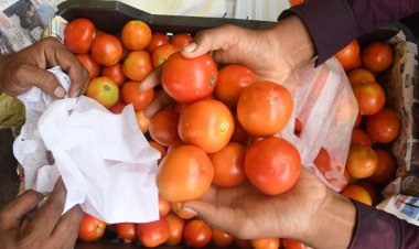 Tomato Price: दिल्ली समेत इन शहरों में टमाटर की कीमतें कम होंगी, सरकार ने तय किए ये रेट