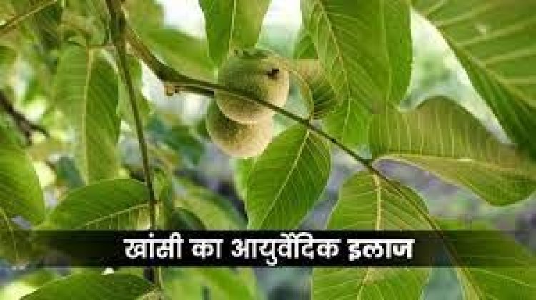 बारिश में भीगकर सर्दी-खांसी हो गई है, तो इस फल के पत्ते करेंगे परमानेंट इलाज