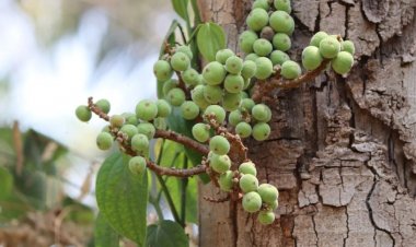 Gular Health Benefits: गूलर करेगा कई दिक्कतों का रामबाण इलाज, फायदे जानकर उड़ जाएंगे होश