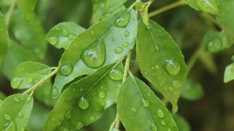 खाली पेट करी पत्ते चबाने से वेट लॉस के साथ दूर होती हैं ये 5 समस्याएं