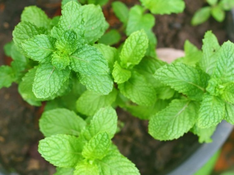 Pudina Benefits: इन गंभीर बीमारियों को खत्म करता है पुदीना, जानें गजब फायदे