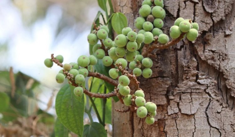 Gular Health Benefits: गूलर करेगा कई दिक्कतों का रामबाण इलाज, फायदे जानकर उड़ जाएंगे होश