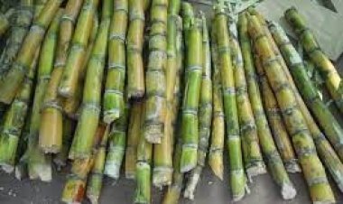 Sugarcane Juice: गर्मियों का सुपर एनर्जी ड्रिंक, पाचन से लेकर पीलिया तक की समस्याओं में फायदेमंद