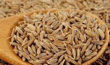 Cumin Powder Benefits: पाचन से लेकर भूख बढ़ाने तक, जानें जीरा पाउडर के सेवन से होने वाले फायदे