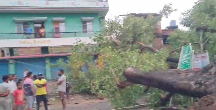 गया में तेज बारिश और आंधी के कारण गिरा विशाल पीपल का वृक्ष, बाल बाल बच्चे लोग