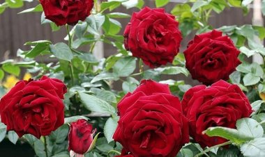गुलाब का पौधा: माता लक्ष्मी की कृपा और शुक्र ग्रह का वरदान, जानें इसके चमत्कारी वास्तु उपाय
