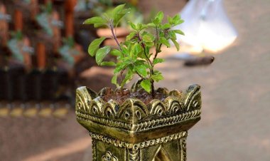कार्तिक मास में तुलसी के पास दीपक क्यों जलाया जाता है? जानिए धार्मिक और वैज्ञानिक रहस्य